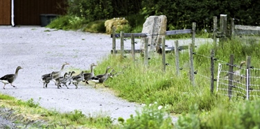 Gjerder stopper beitende gjess